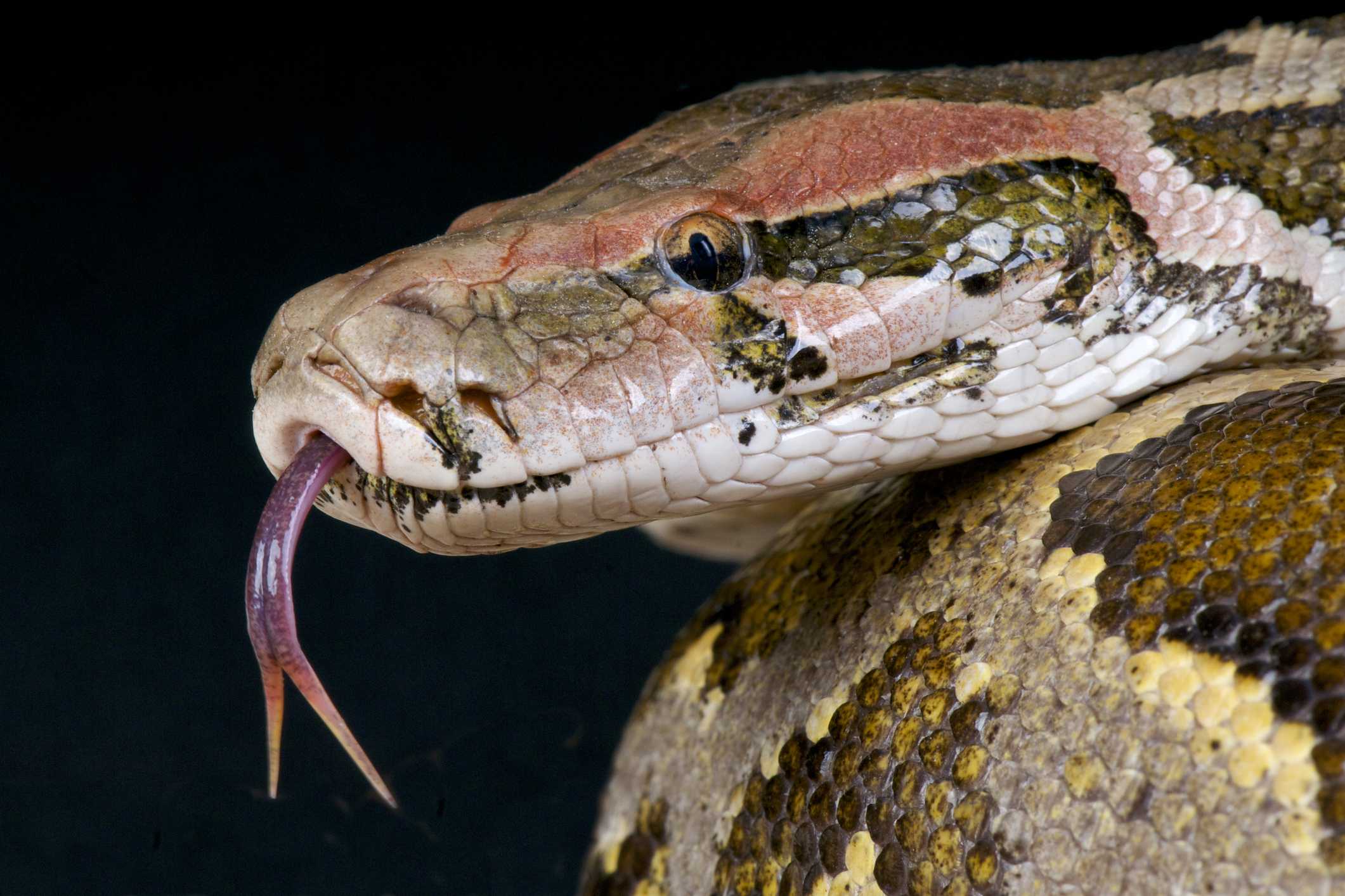4-year-old girl bitten by 17-foot python during outdoor expo