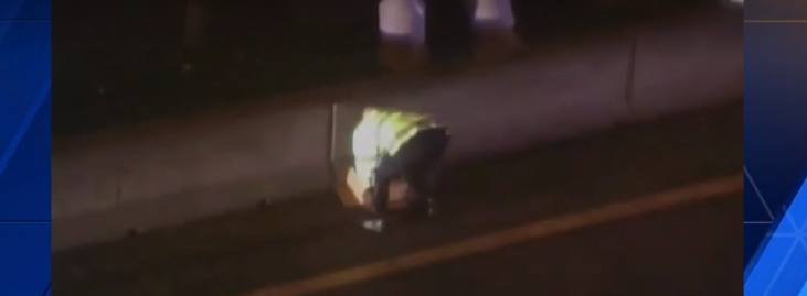 'Wascally' rabbit faces off with trooper on busy bridge