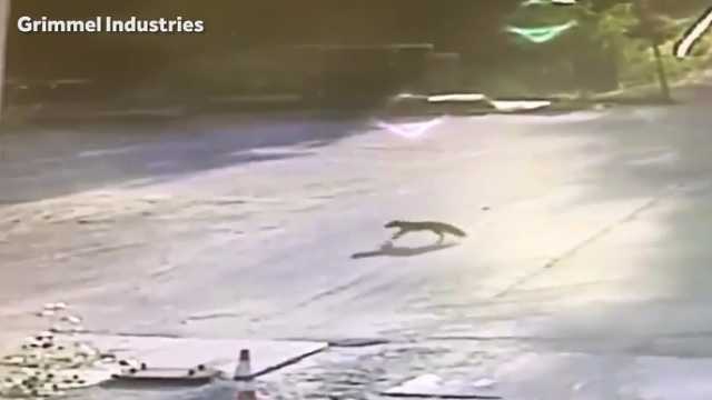 Man attacked by potentially rabid fox