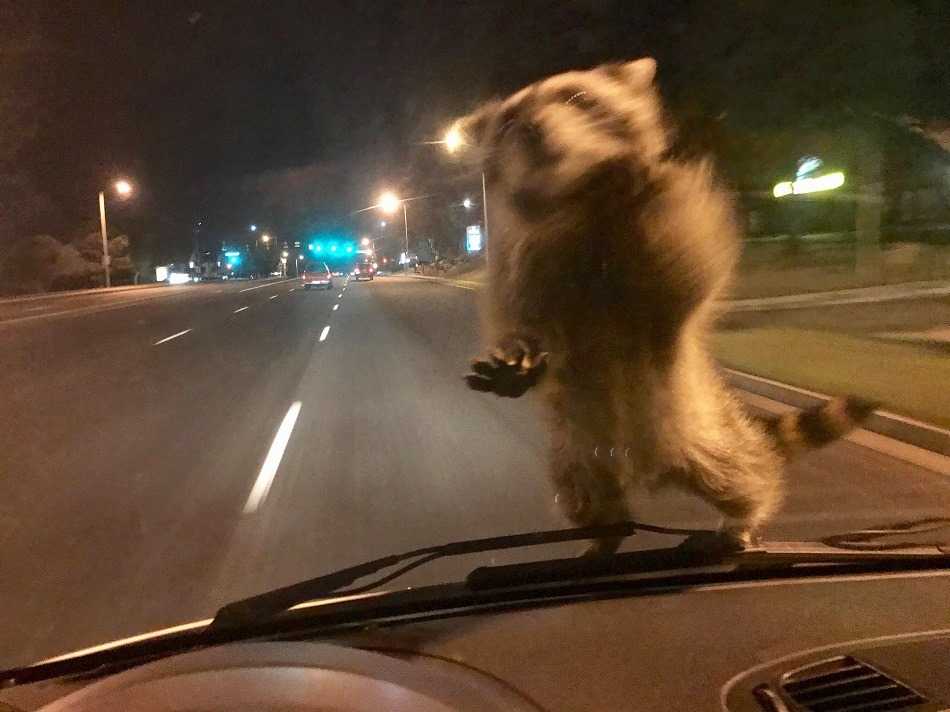 Raccoon Ride Along: Surprise visitor lands on officer's windshield