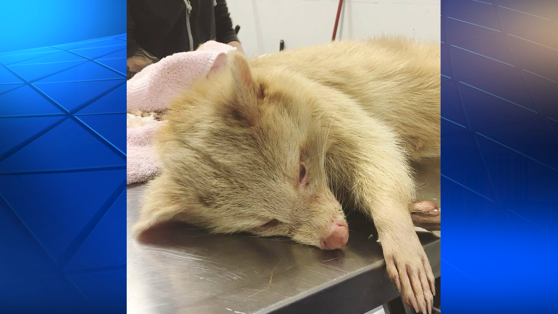 Rare albino raccoon brought to Humane Animal Rescue Wildlife Center