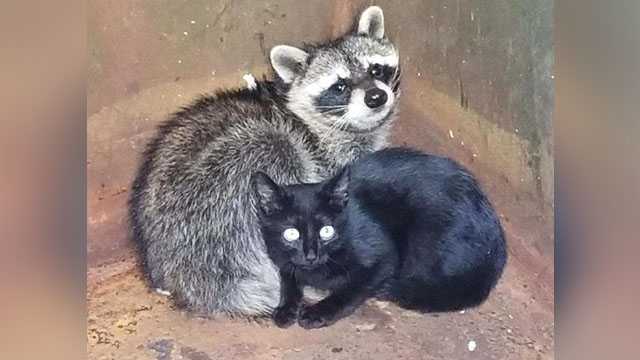 Officer rescues kitten, raccoon found cuddling for warmth in dumpster