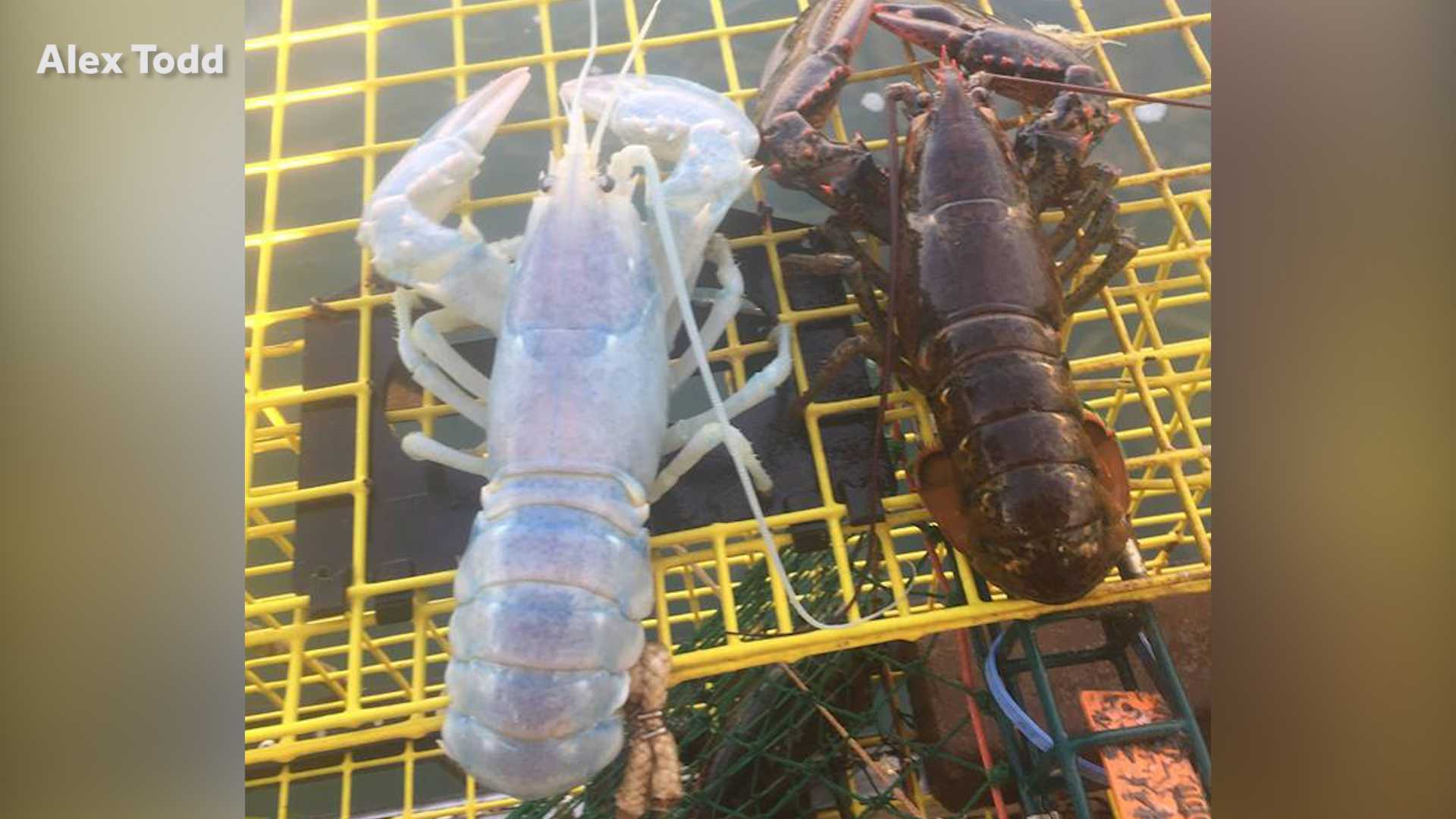 Rare iridescent lobster caught off Maine coast