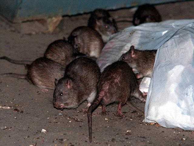 Orkin releases 'Top 50 Rattiest Cities' list