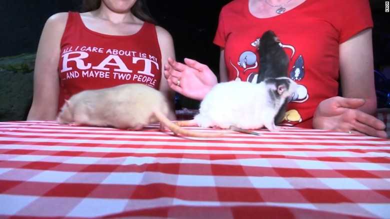 Sip coffee with live rats at San Francisco's "Rat Cafe"
