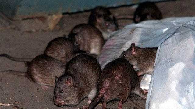 Sacramento, Bay Area rank in top 20 rattiest cities