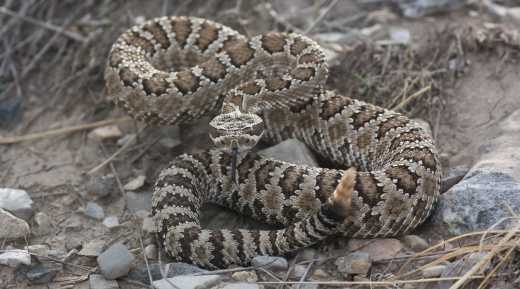 Man tries to cook rattlesnake, ends up in hospital
