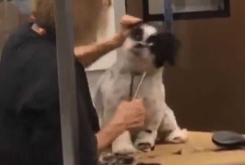 PetSmart dog groomer fired after abuse caught on camera