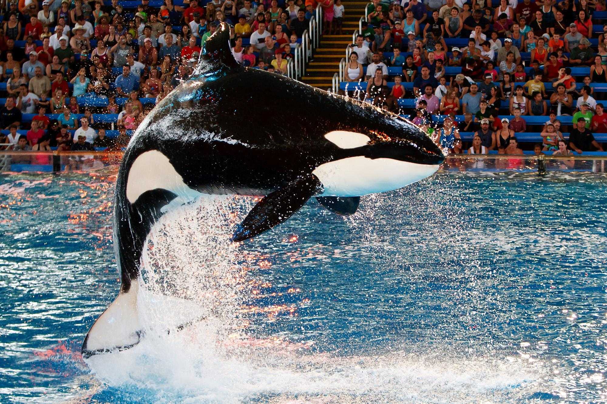 SeaWorld CEO Joel Manby resigns after company posts $200 million loss for 2017