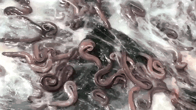 Truck transporting eels overturns, covering road in slimy mess