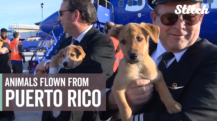 Dozens of dogs, cats flown from Puerto Rico to U.S.