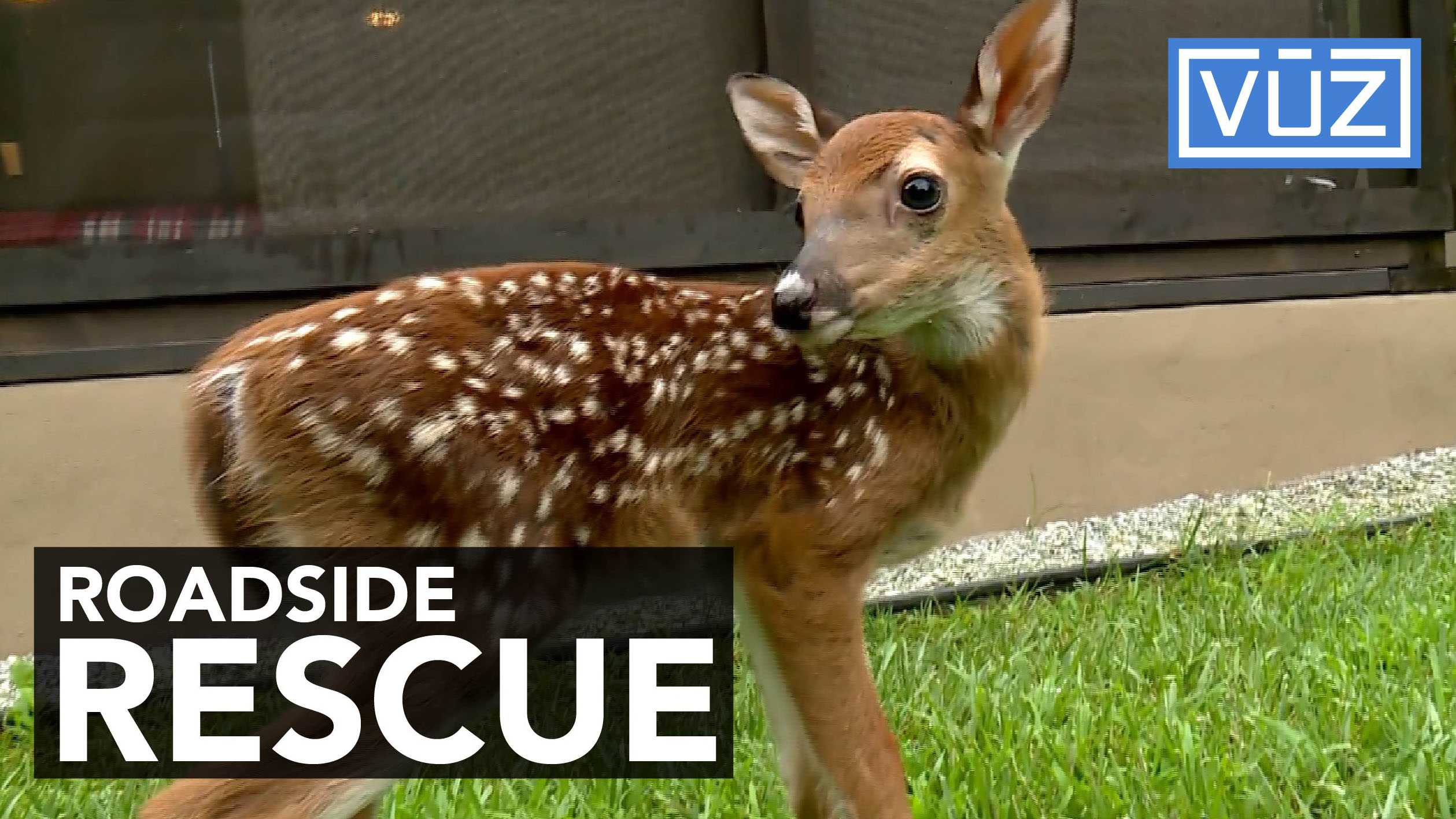 State trooper's family takes in deer rescued from roadside