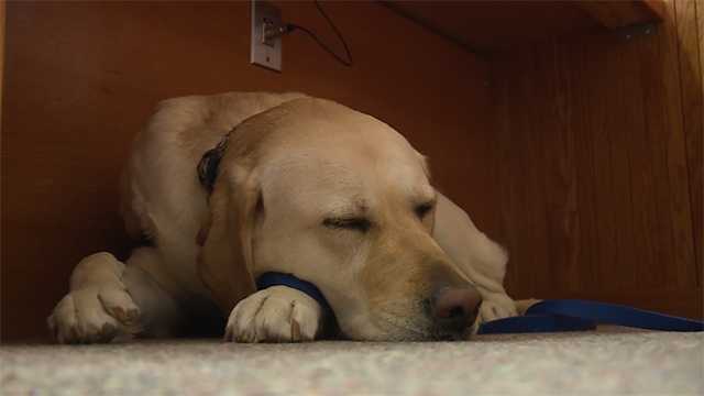 Support dogs in court not always welcome