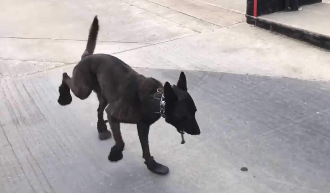 Vacaville police K-9 has new kicks -- and he's not used to them