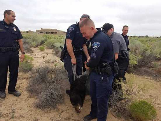Bear captured in Rio Rancho