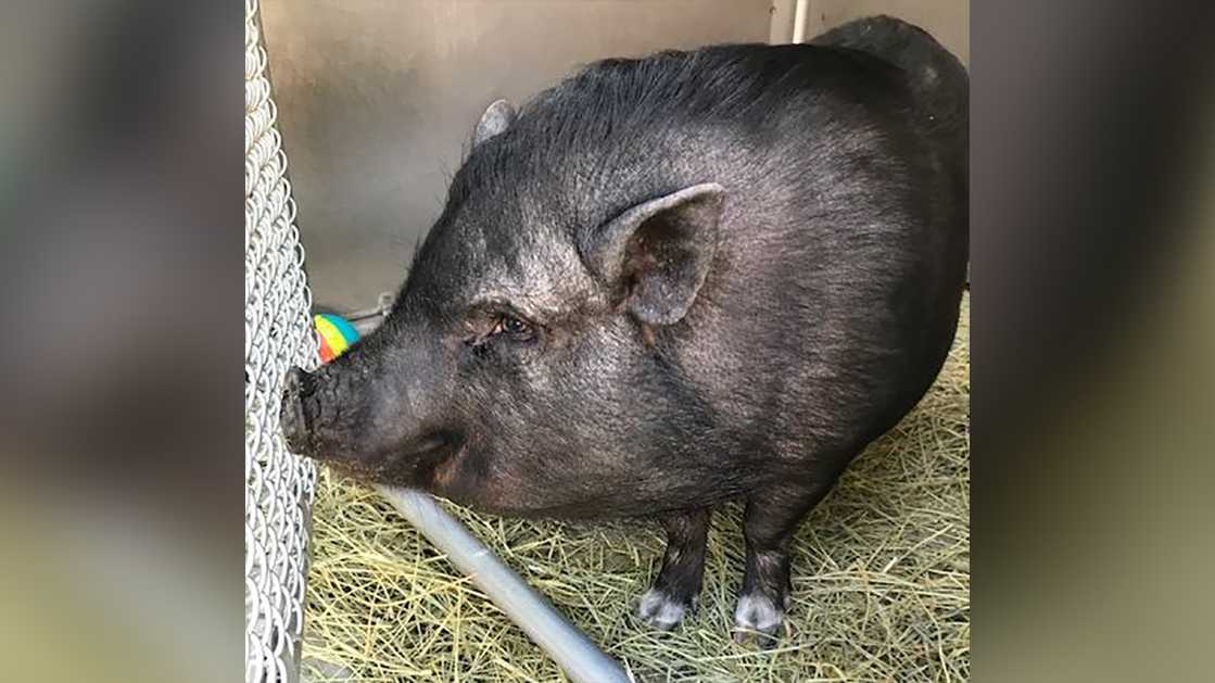 found pot bellied pig shes lovely well mannered sac sac shelter