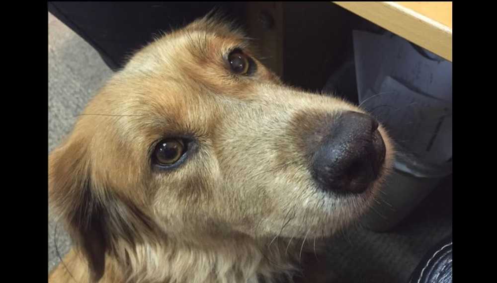 Dog lost when tornado hit building killed trying to get back to her owner