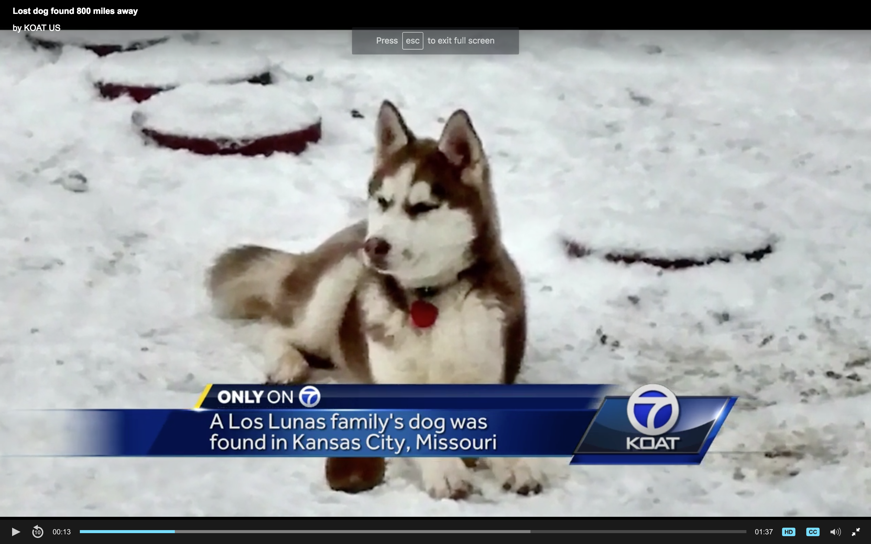 Family dog found 800 miles from home