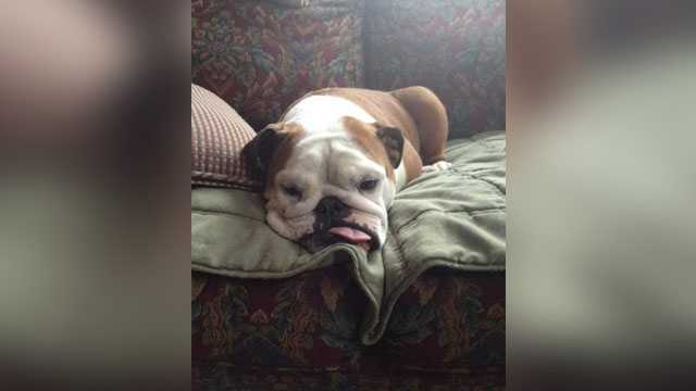 'Left her there like garbage': Owners say dogs died after grooming at PetSmart