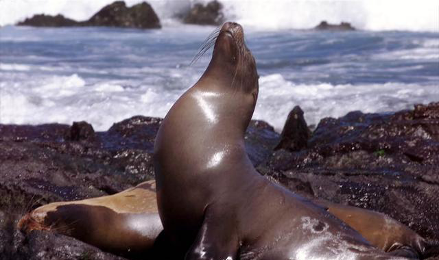 Second swimmer attacked by sea lion in San Francisco Bay