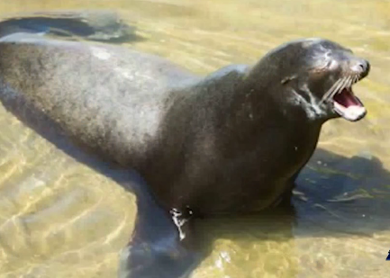 Dramatic video shows sea lion dragging girl underwater