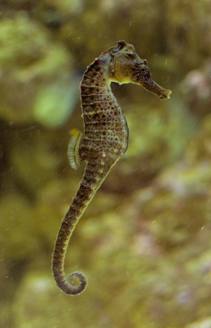 5 animal fathers who are amazing parents