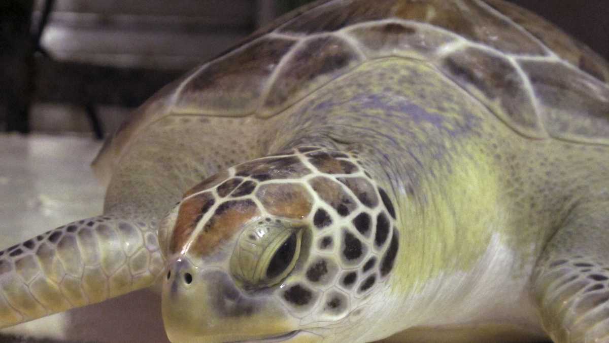 Rare sea turtles pass 50-year recovery milestone in Georgia