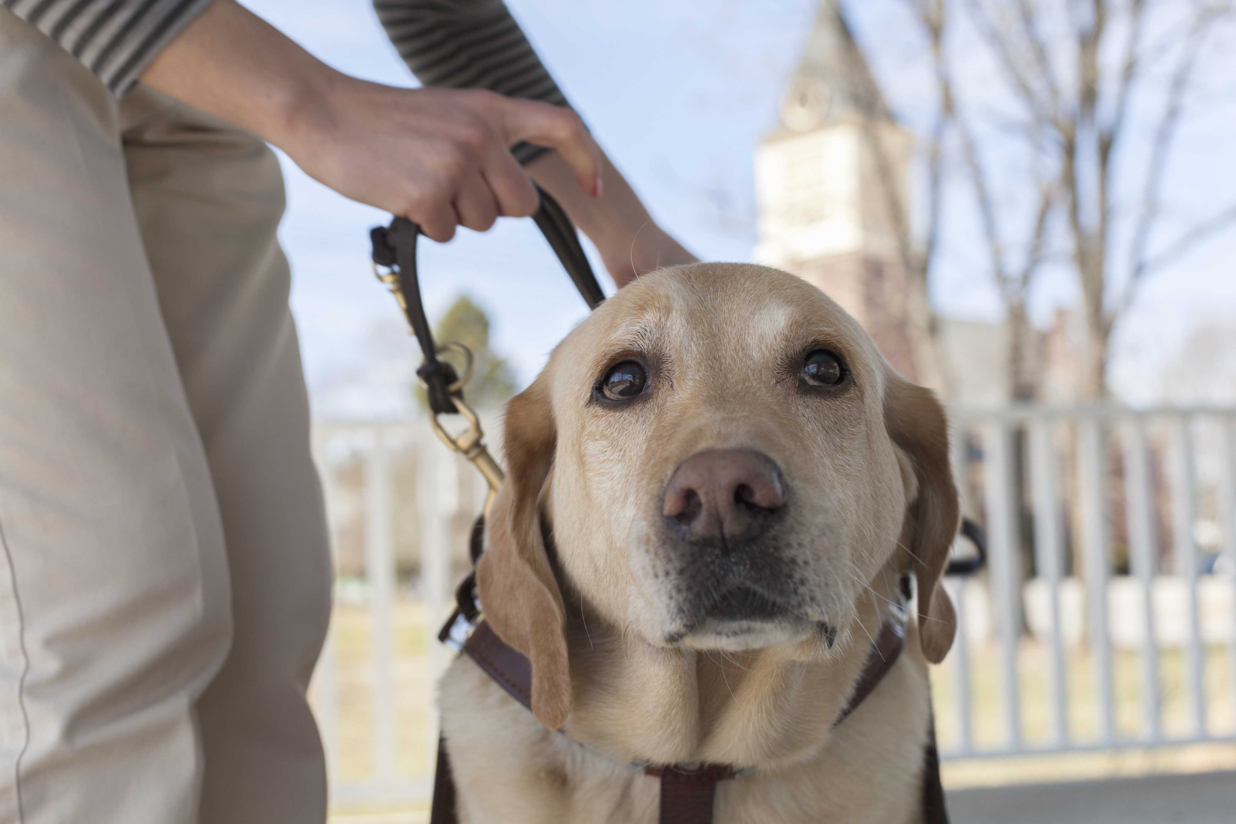 'We're behind you': Community raising money to help boy get service dog