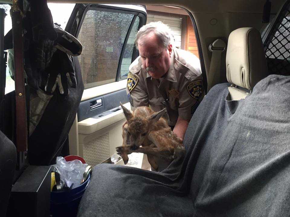 ​CHP sergeant rescues fawn from drainage ditch