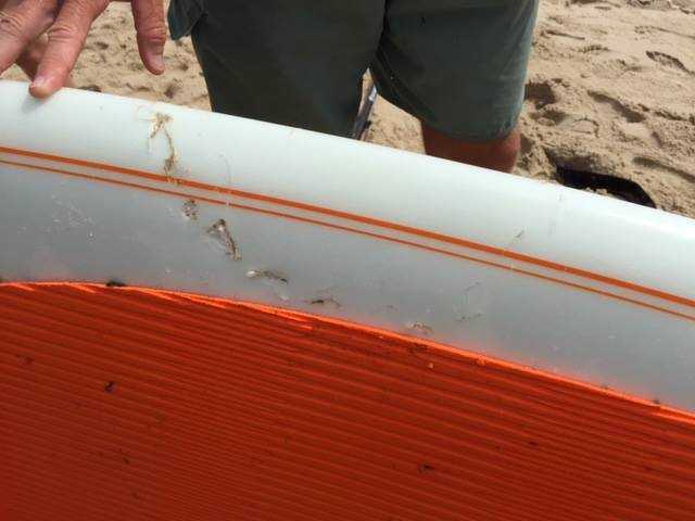 Shark takes a bite out of paddleboard on popular beach