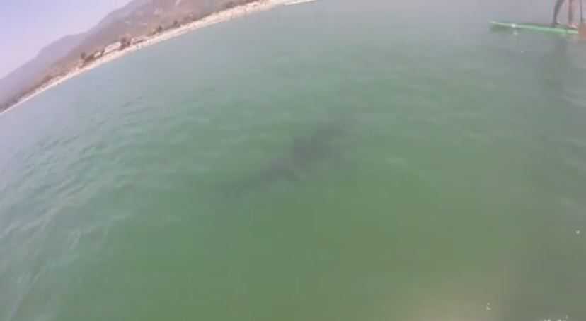 Great white shark swims with paddleboarders near CA beach