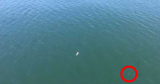 Shark spotted near man who swam 4,000 feet into ocean to elude police