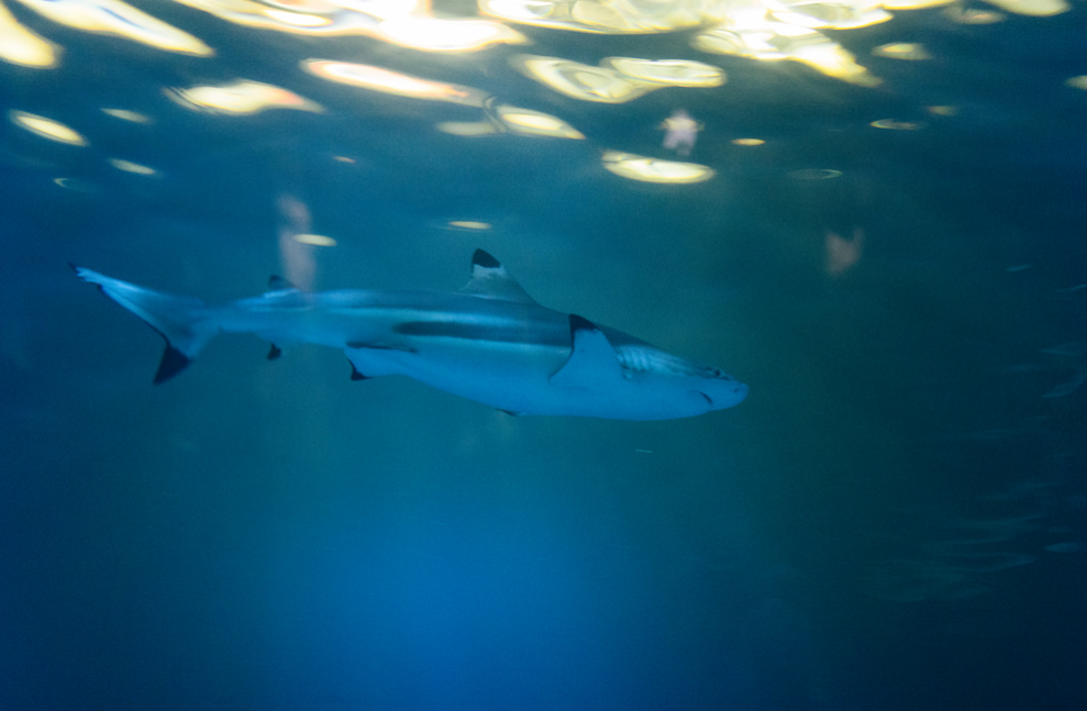 Here's how to avoid a shark attack this summer