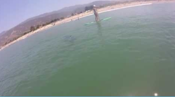Wild video: Great white shark swims beneath paddleboarders