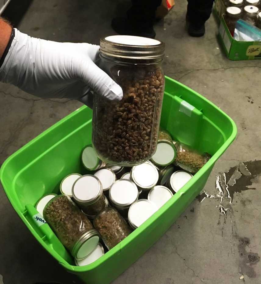 $1 million worth of 'magic' mushrooms seized $1 million worth of 'magic' mushrooms seized