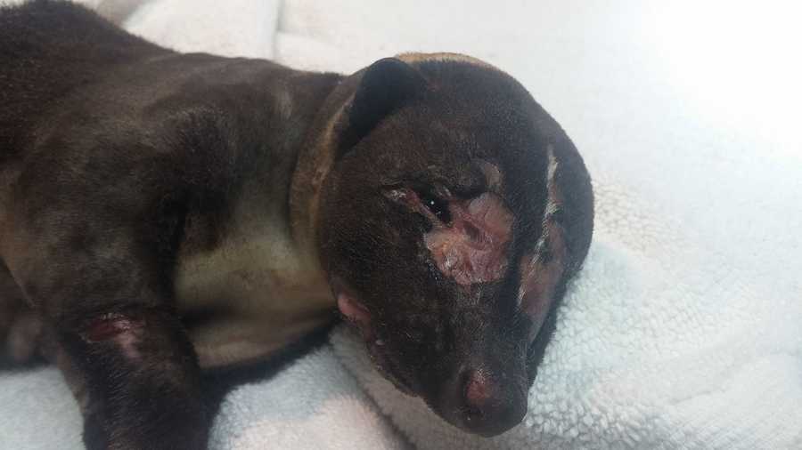 skunk found trapped set on fire dies wildcare officials say skunk found trapped set on fire dies wildcare officials say