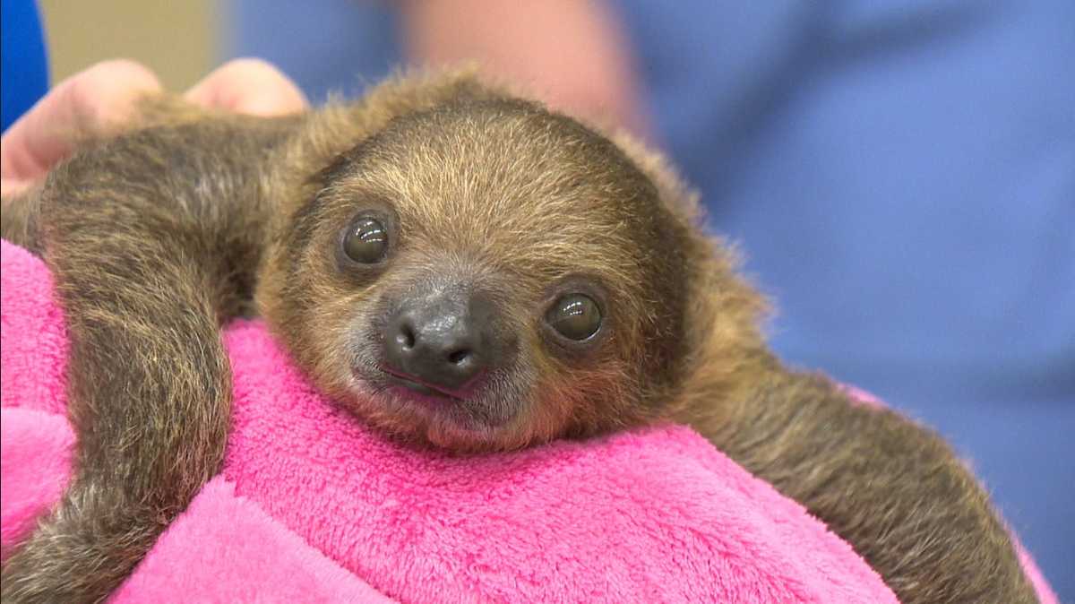 Baby sloth at National Aviary makes first appearance