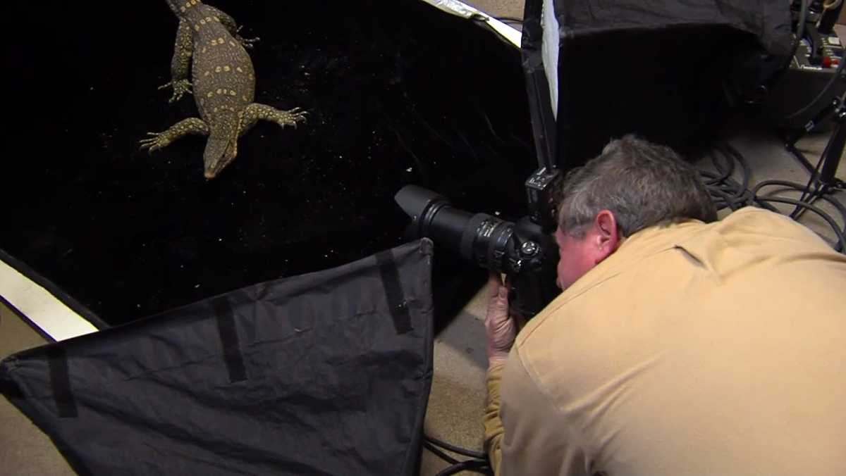 National Geographic photographer's exhibit opens at the Cincinnati Zoo - WLWT Cincinnati