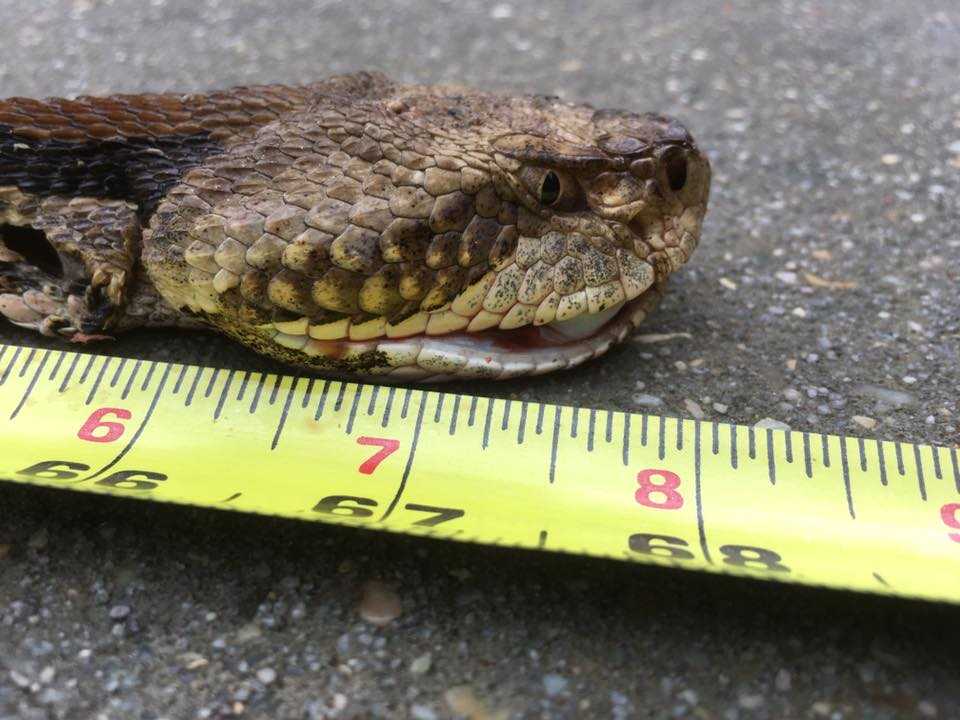 Nope! Massive rattlesnake found roaming neighborhood