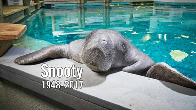 Snooty, oldest Florida manatee in captivity, dies at 69