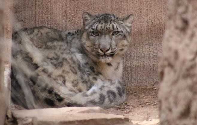 Albuquerque zoo acquires female snow leopard from Chicago