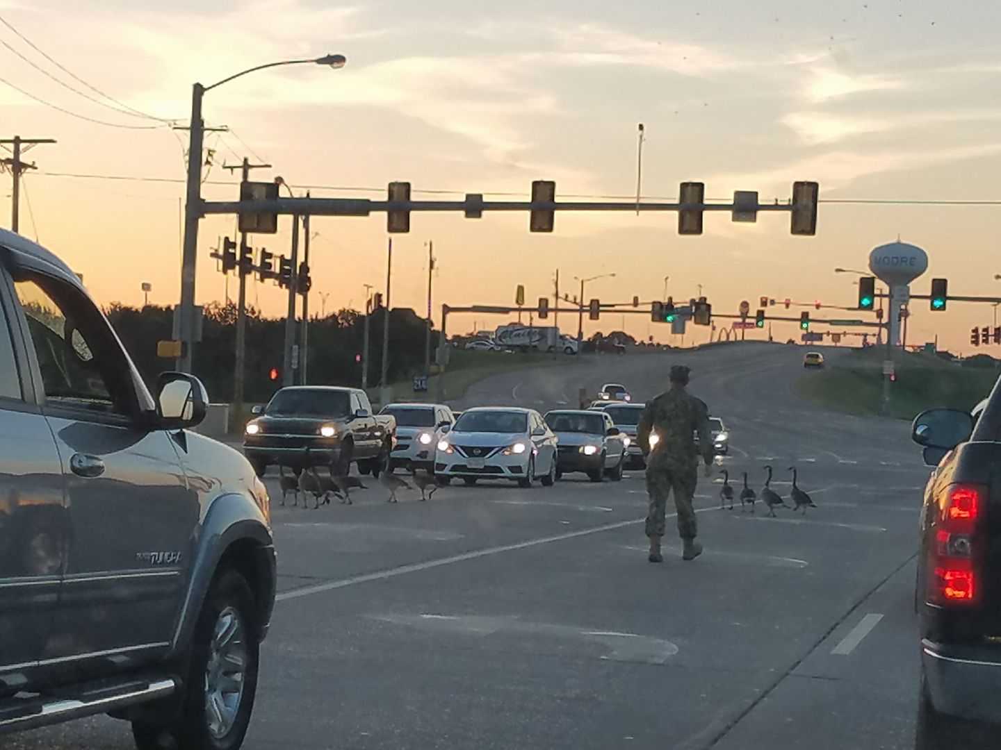 Soldier pictured helping geese cross busy road in Oklahoma