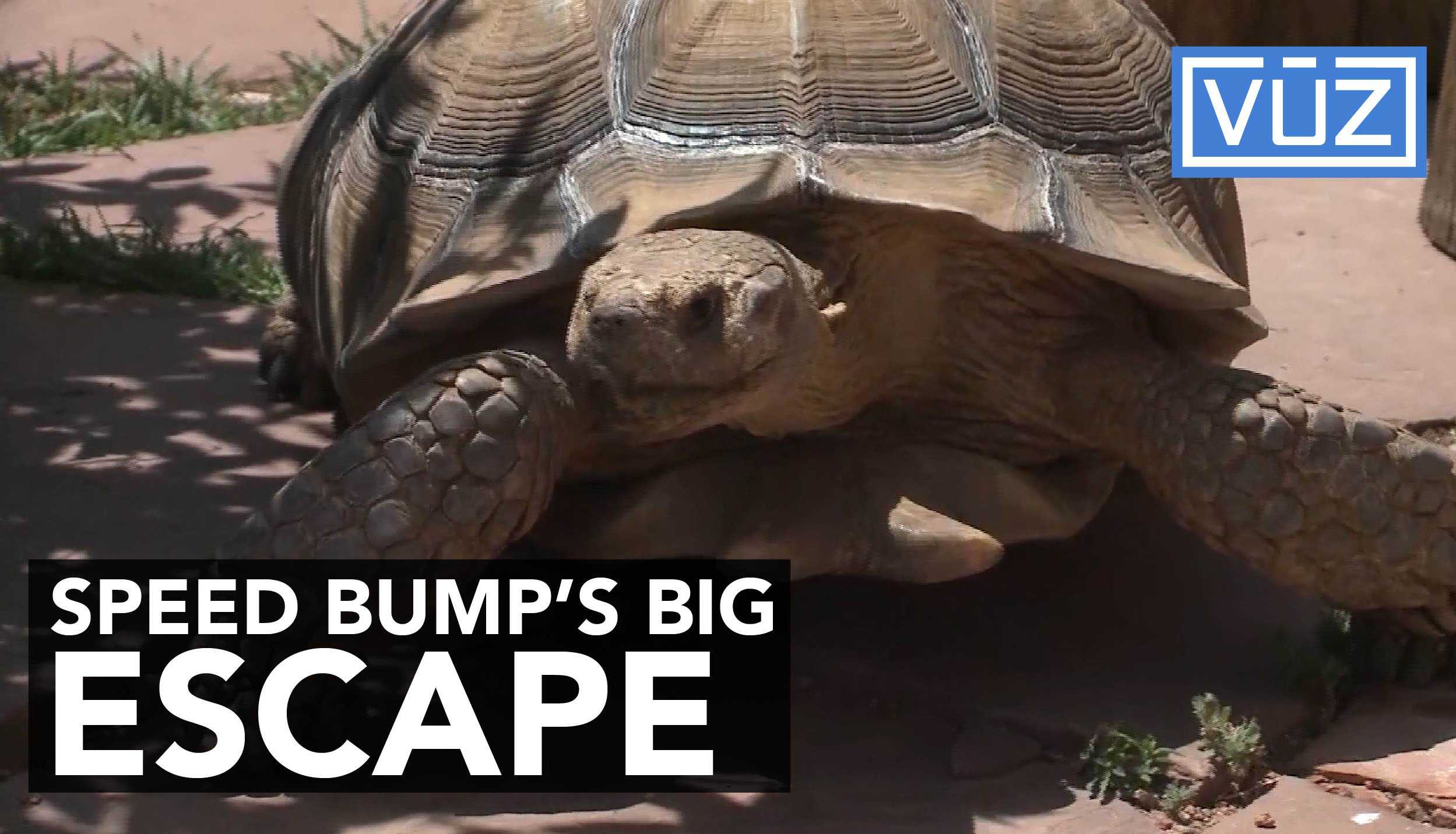 Speedbump the tortoise proven escape artist