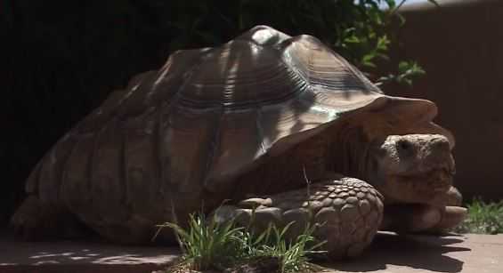 Tortoise gains reputation as an escape artist