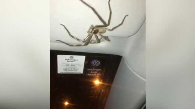 Driver looks up, spots massive spider lurking inches from her face