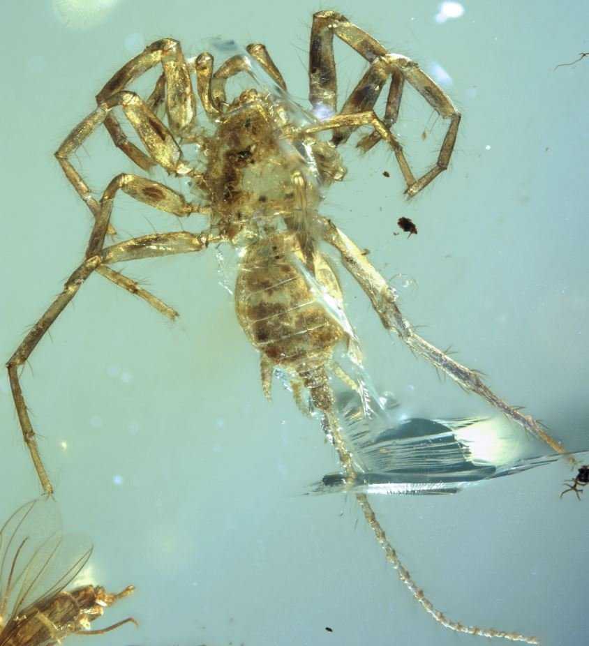 A spider with a tail was an actual animal that once lived