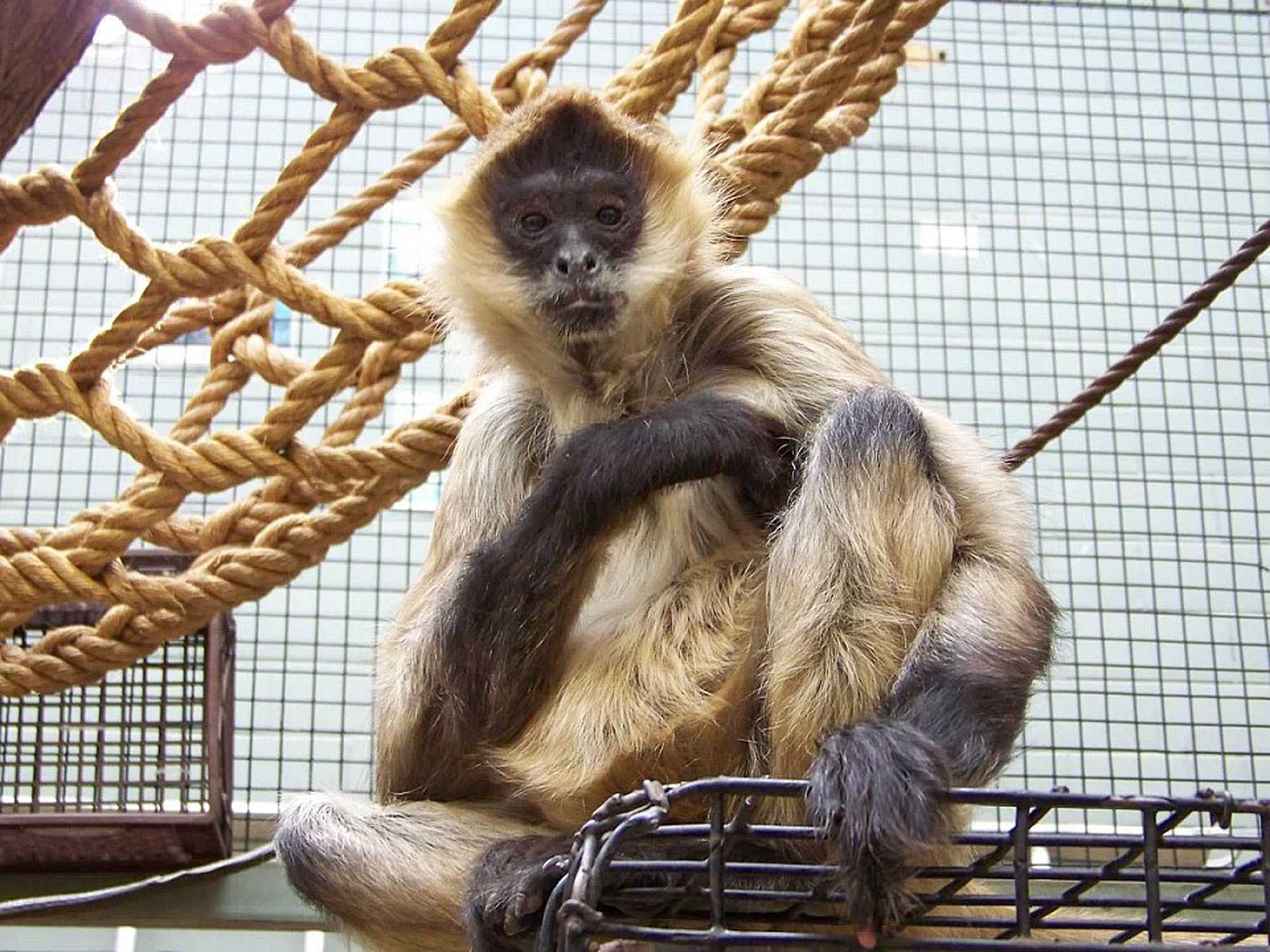 A monkey named Spiderman dies in the US at age 43