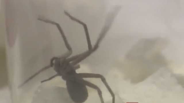 Scorpions, spiders found abandoned in pet store bathroom
