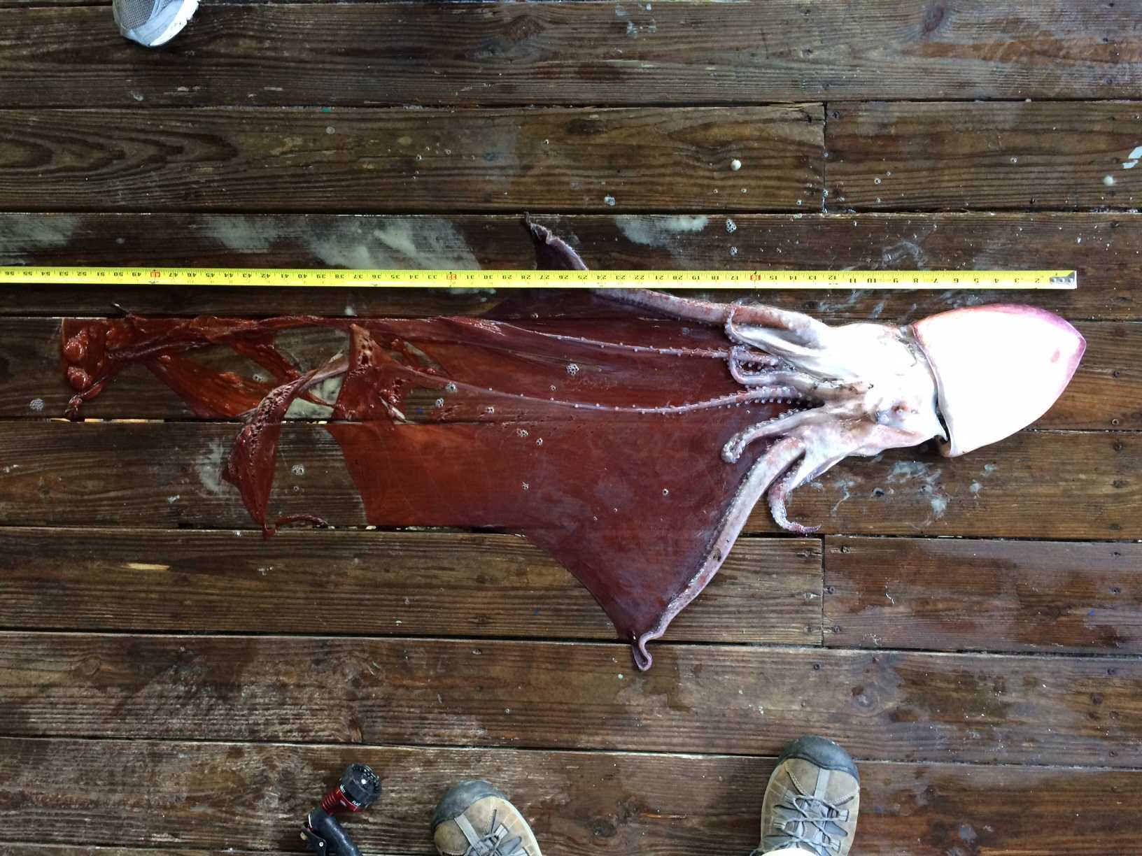 Unusual species washes ashore on beach