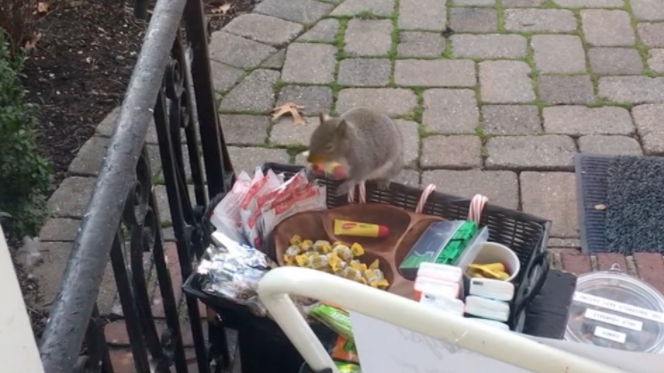 Squirrel caught stealing snacks from family's front porch
